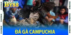 Đá gà Campuchia