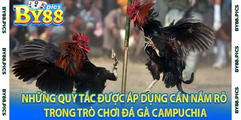 Những quy tắc được áp dụng cần nắm rõ trong trò chơi đá gà Campuchia